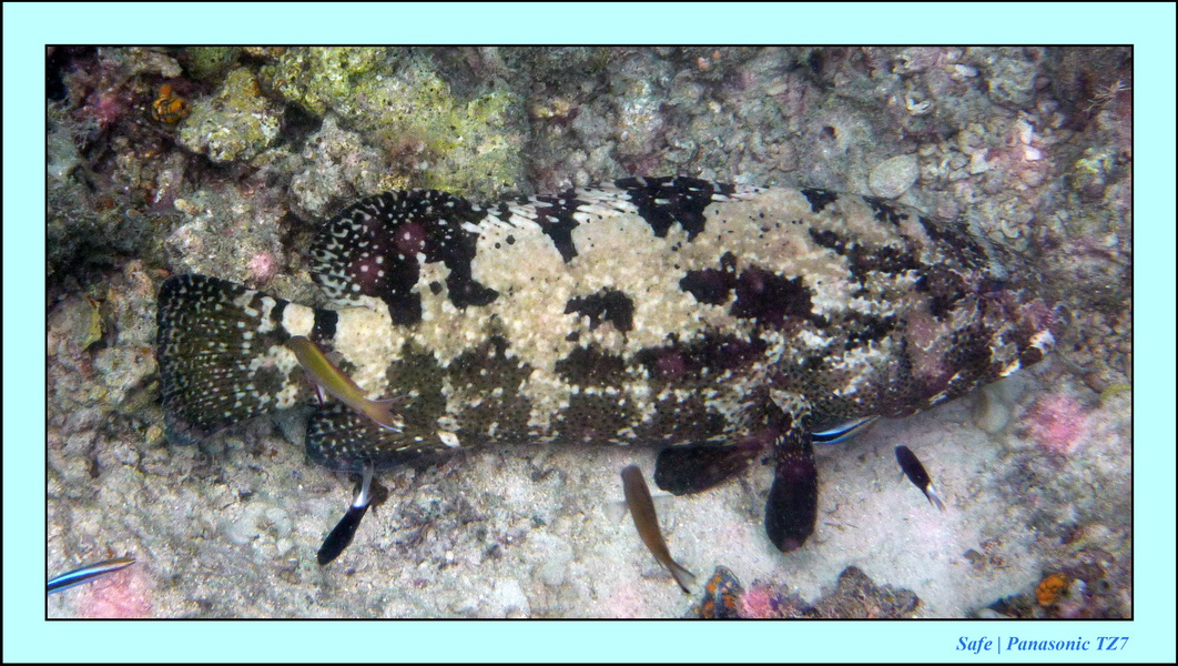 2009    07   Kapalai 19